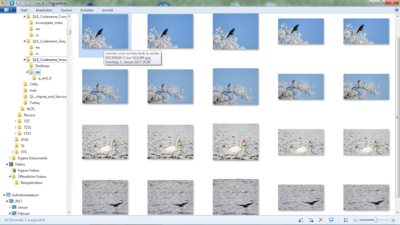 More birds for QL/E...